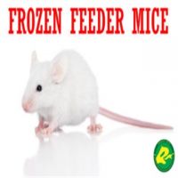 Frozen Feeder Mice for Sale Reptiles Snakes and Lizards Amphibians Birds of Prey or Raptor Applied