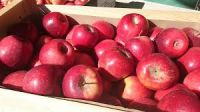 Fresh Red Delicious Fuji Apples for sale