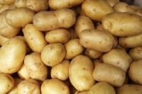 Fresh Potatoes for sale