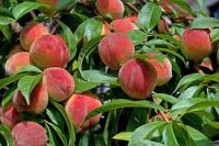 Fresh Peaches for sale