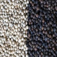 Hight Quality Black Pepper/White Pepper Spices