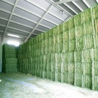 high quality Animal feed alfalfa