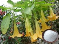 99% Scopolamine Butylbromide, scopolamine powder