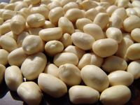 Blanched Peanut Kernel