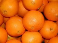 Fresh Navel Oranges for sale