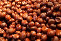 Organic Bulk Fresh Chestnuts for sale