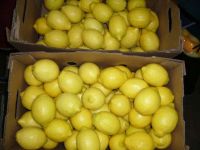 Fresh Eureka lemon