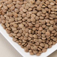 Brown lentil