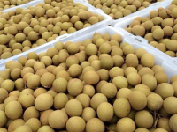 Fresh Longan Fruits