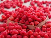 Fresh Raspberry