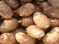 Taro for sale