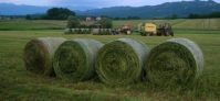 Eragrostis bales