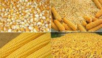 Dried Yellow Corn