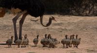 ostrich chicks