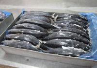 frozen whole Sardines