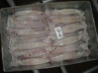 frozen Whole squid