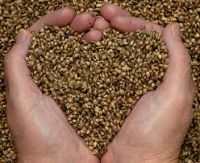 Top Quality Hemp Seeds