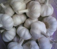 Fresh garlic