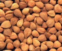 Apricot Kernels