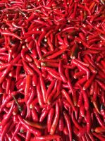 Fresh Chilies - Vietnam - Best Price