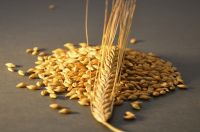 Quality Wheat / Durum Wheat / Milling Wheat