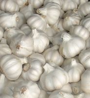 pure white fresh garlic red