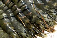 Frozen Fresh Shrimp/Seafood/Black Tiger Prawn