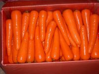 fresh carrots supplier