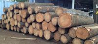 WHITE OAK LOGS/FRESH CUT ROUND LOGS