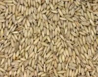 wholesale rolled oats in stock