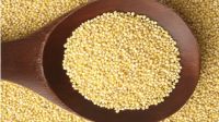 Yellow White Millet / Green millets / Yellow Broom Corn Millet