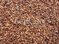 High Quality Bulk Red Sorghum/White Sorghum For Sale