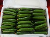 Low price Fresh green Cucumber