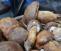 freeze cultivation edible boletus mushrooms