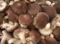 Shiitake Mushrooms