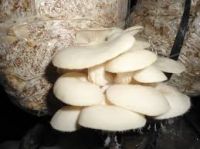 Pure Natural oyster mushroom polysaccharide capsule