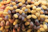 dried dates fresh dates importers