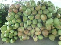 HIGH QUALITY FRESH COCONUT // SWEET WATER