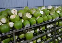Young Fresh Coconut/Matured Fresh Coconuts