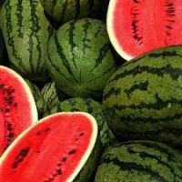 Top Quality Freshly Harvested Watermelon