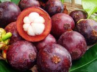 High Quality Fresh Fruit Mangosteen