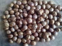 Rubber seed best quality origin Vietnam