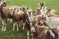 Quality Boer goats for sale