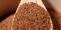 Teff grains free Grain Organic