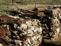 COW HIDE, DONKEY HIDE , SHEEP HIDES FOR SALE.