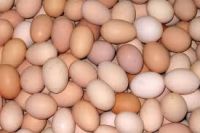 Farm Fresh Chicken Table Eggs Brown and White Shell Chicken Eggs