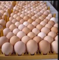 Fresh Chicken Table Eggs & Fertilized Hatching Eggs, White and Brown eggs