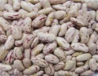 America round Light speckled kidney bean red kidney beans import