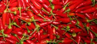 Red cayenne pepper spicy/hot chili pepper