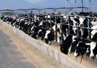 2017/1018 Live Dairy Cows and Pregnant Holstein Heifers Cows for Sale